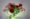 Rosas de Pitiminí de ganchillo – Flores de crochet I