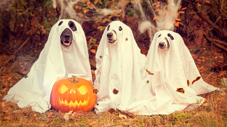 8 ideas para decorar tu casa en Halloween