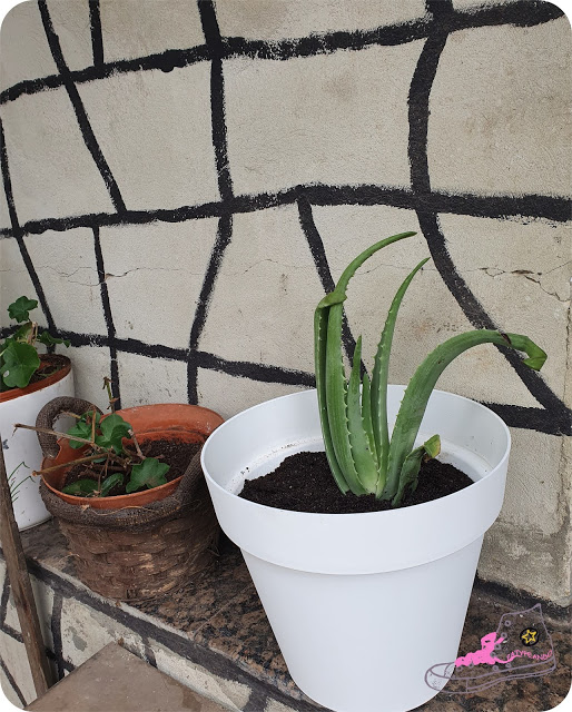 Decorar con cactus, las plantas con superpoderes